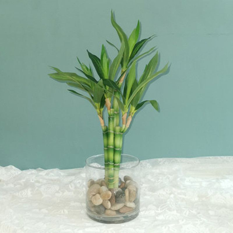 Aquarium Plant Display - New 40cm Artificial Lucky Bamboo Succulent