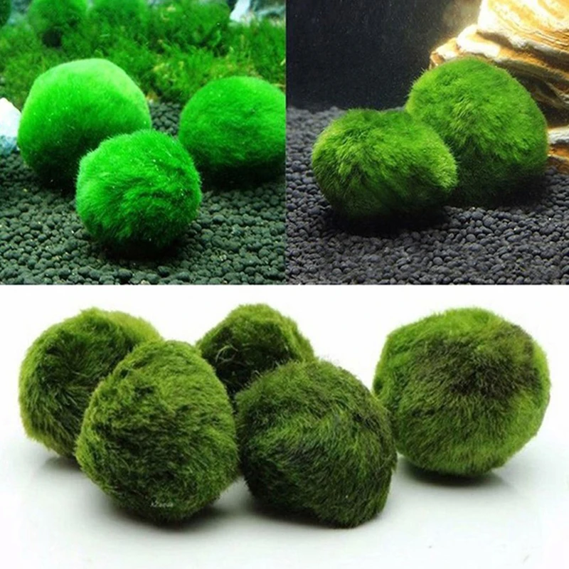 1Pcs 3-4cm Moss Balls Live Aqu - Aquarium Planted Tank Substrate 评论和价格