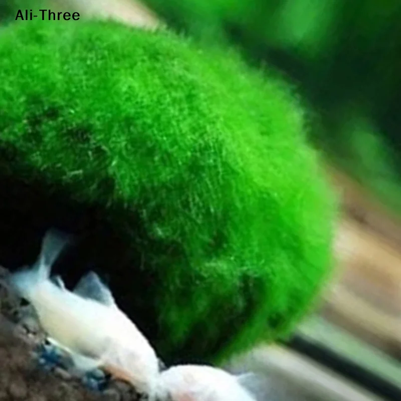 1Pcs 3-4cm Moss Balls Live Aqu - Aquarium Planted Tank Substrate 评论和价格