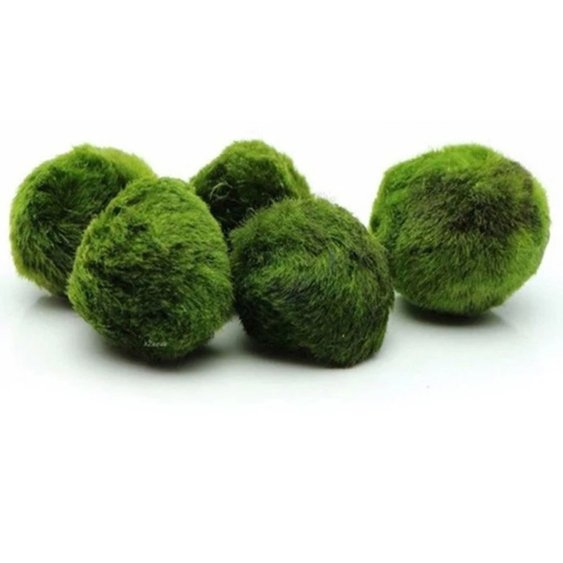 1Pcs 3-4cm Moss Balls Live Aqu - Aquarium Planted Tank Substrate 评论和价格