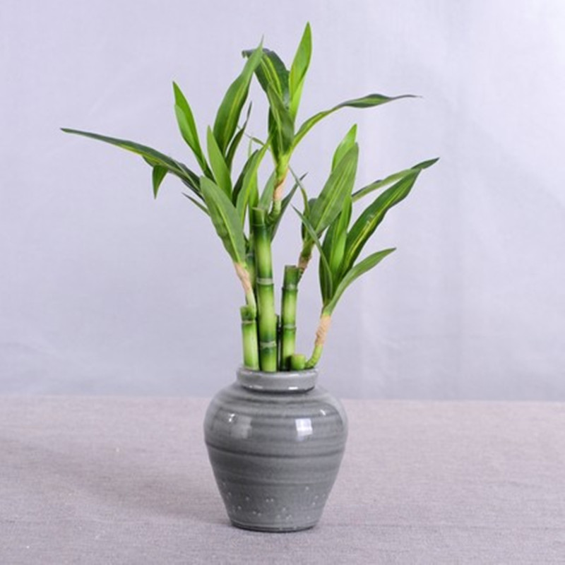 New 40cm Artificial Lucky Bamb - Aquarium Plant Display 评论和价格