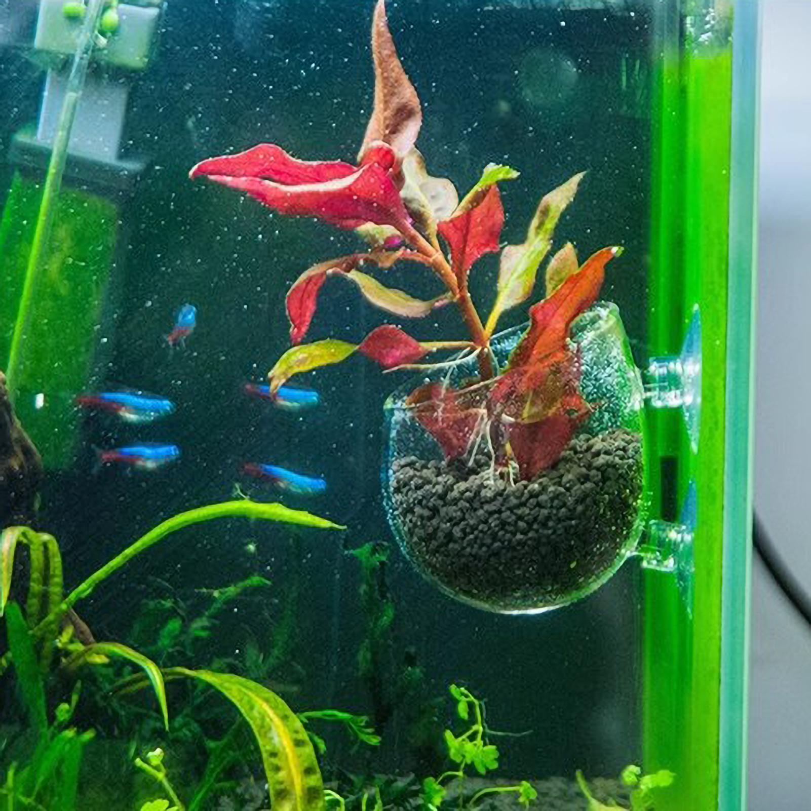 Aquarium Plant Holder Glass Aq - Aquarium Planted Tank Substrate 评论和价格