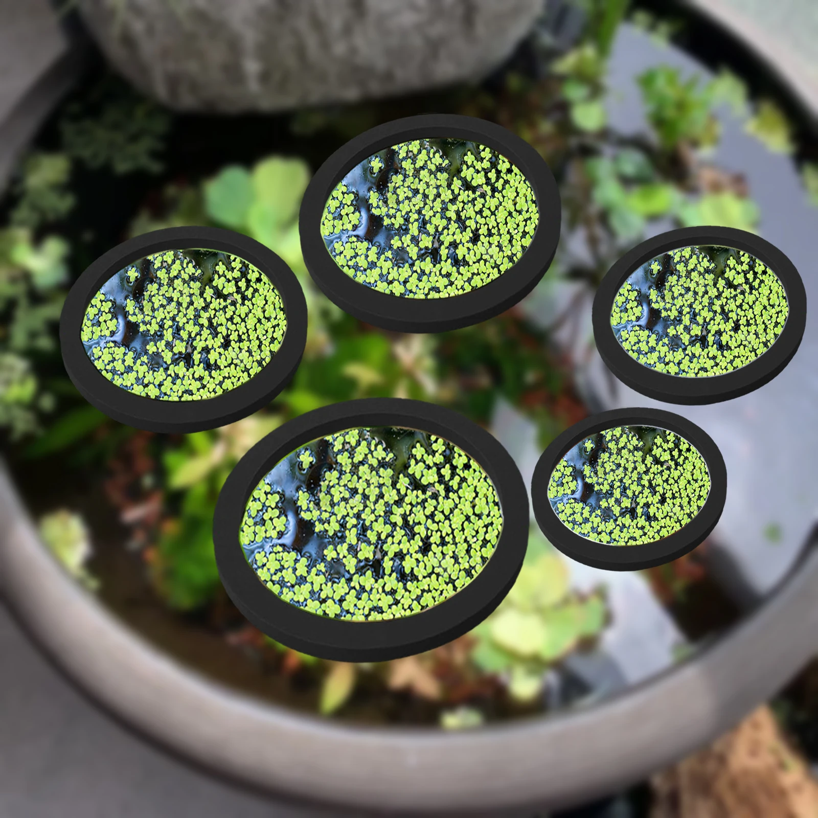 5Pcs EVA Fish Feeding Ring Aqu - Planted Aquarium With Fish 评论和价格