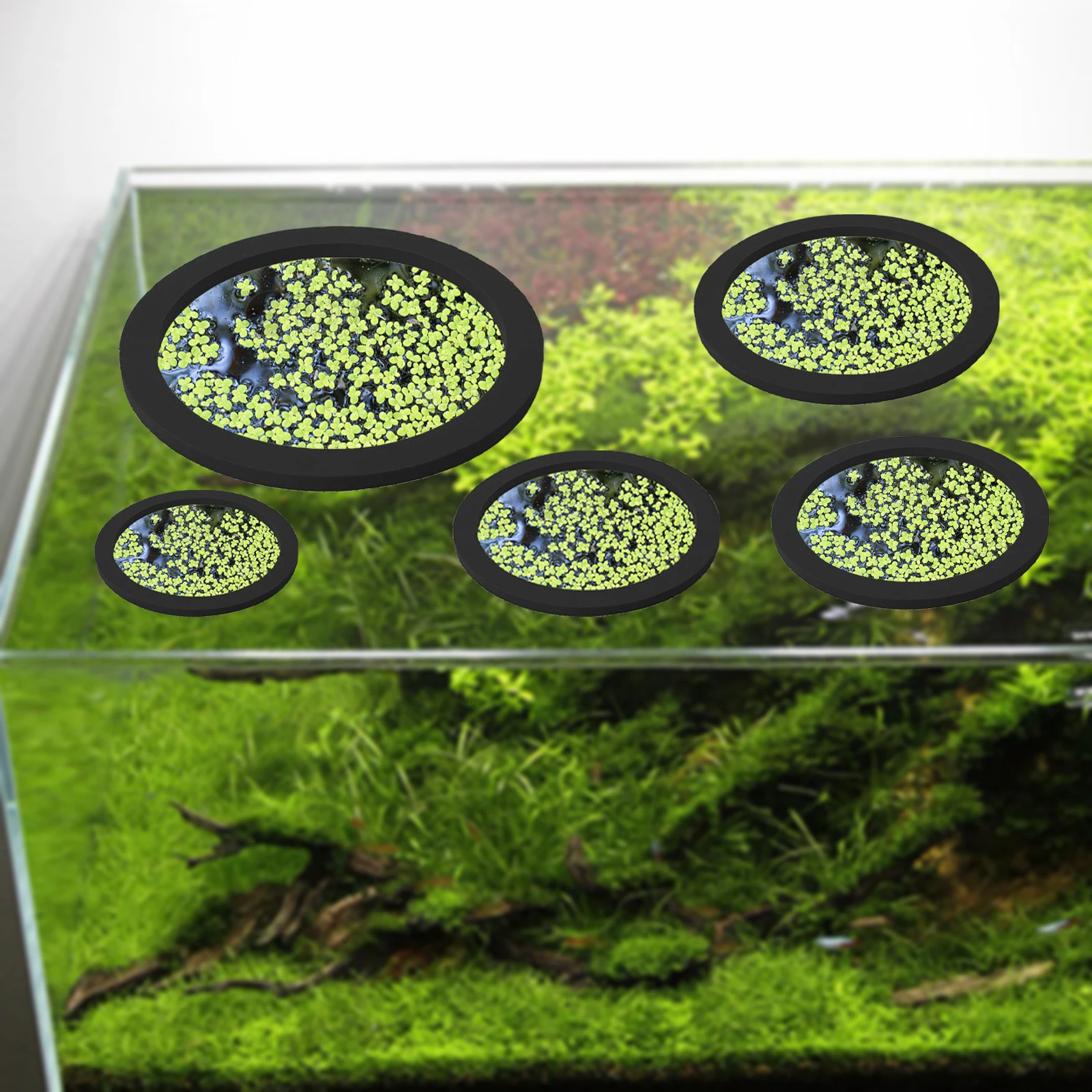 5Pcs EVA Fish Feeding Ring Aqu - Planted Aquarium With Fish 评论和价格