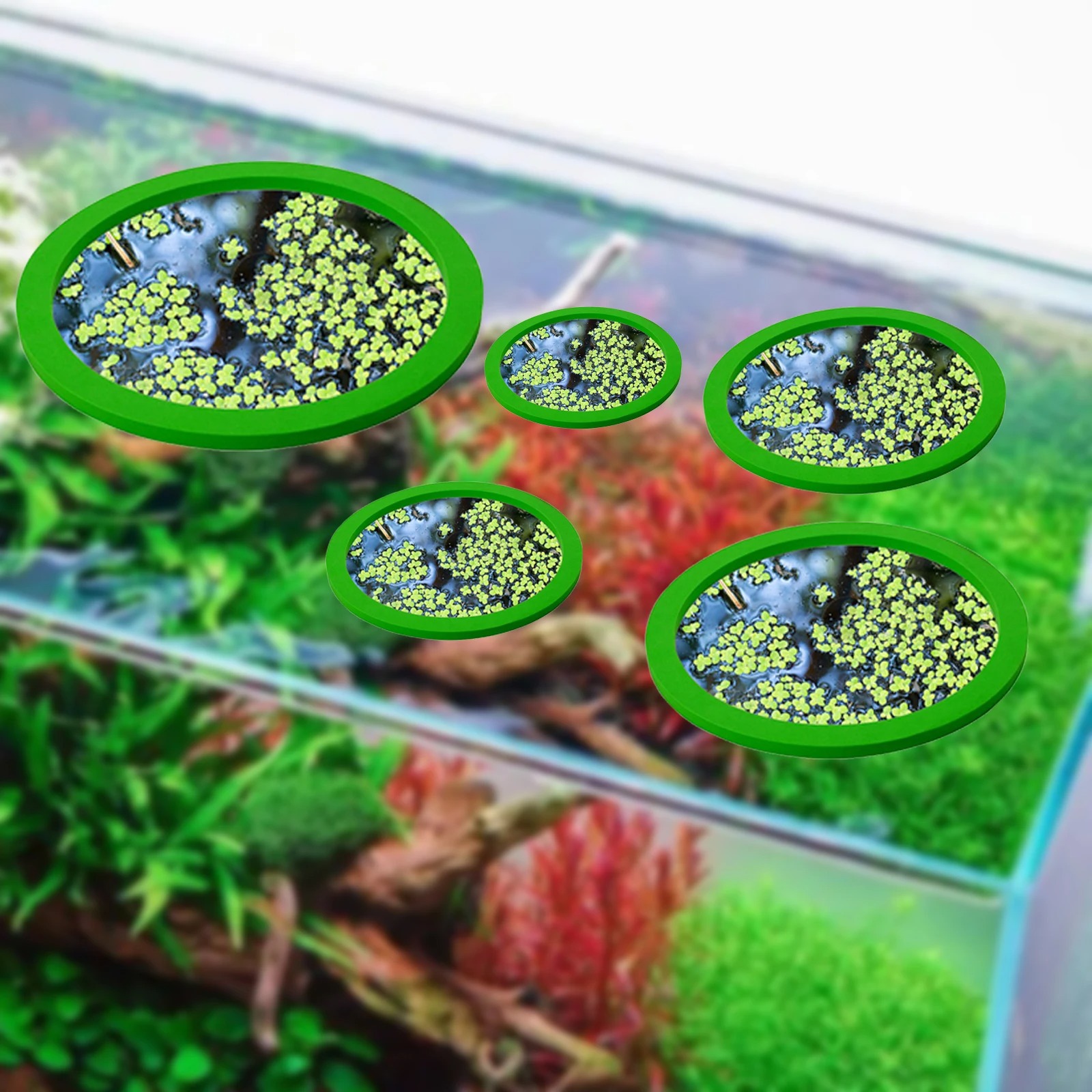 5Pcs EVA Fish Feeding Ring Aqu - Planted Aquarium With Fish 评论和价格