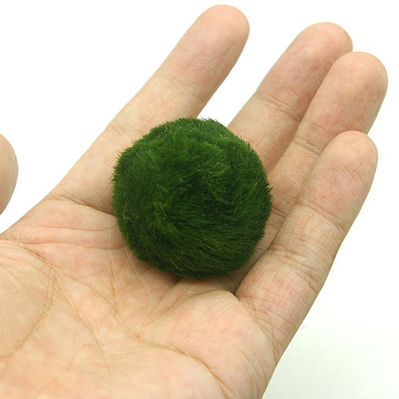 Marimo Moss Balls Live Aquariu - Aquarium Planted Tank Substrate 评论和价格