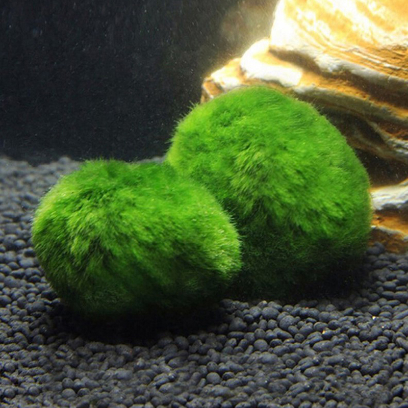 Marimo Moss Balls Live Aquariu - Aquarium Planted Tank Substrate 评论和价格