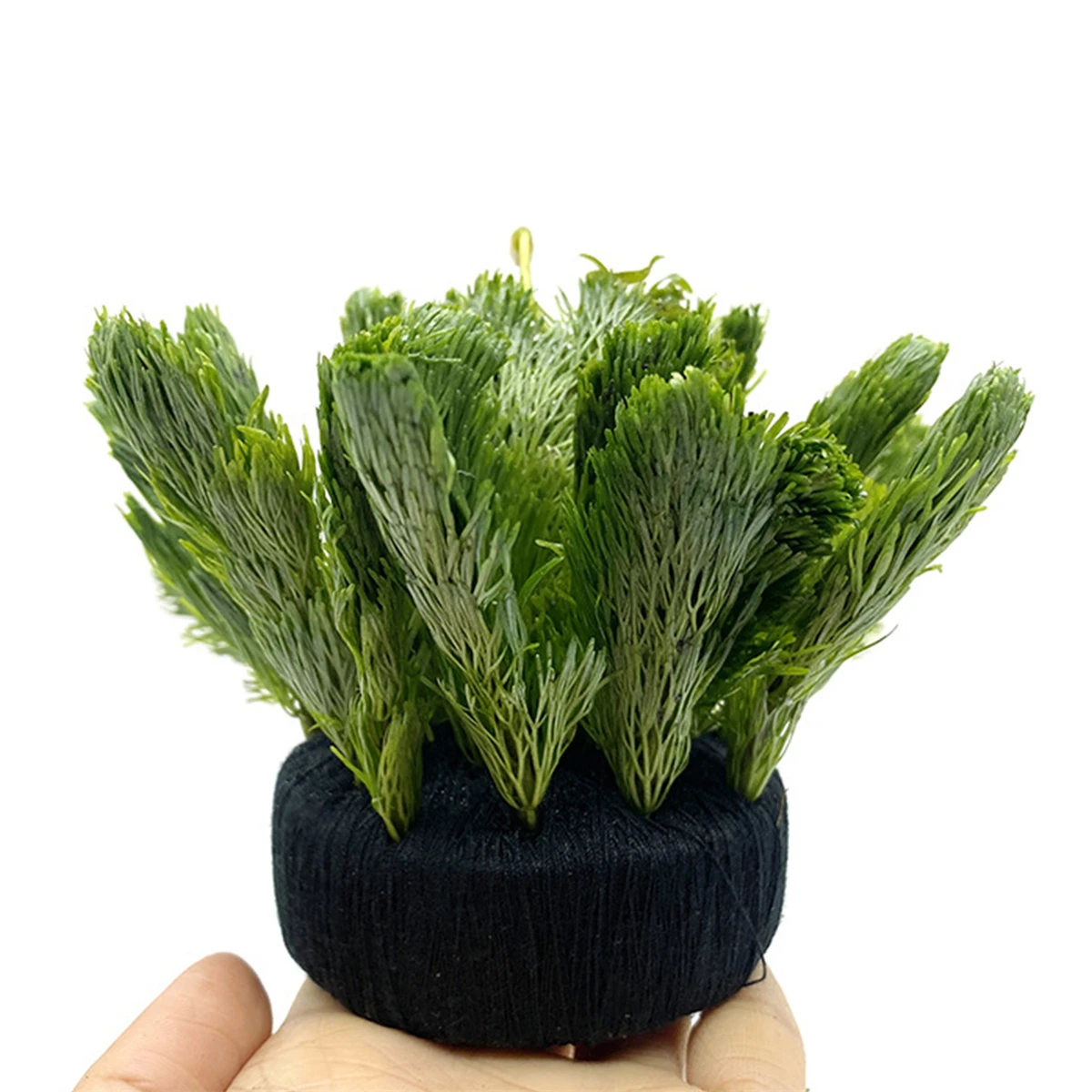 5Pcs Black Fish Tank Water Gra - Aquarium Planted Tank Substrate 评论和价格